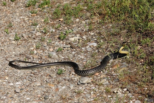 Lotta tra Coluber viridiflavus - Hierophis viridiflavus